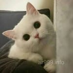 Avatar of Fahim Qureshi