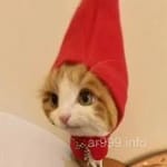 Avatar of Rashid Mehmood