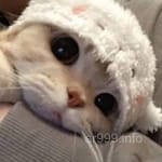 ابراہیم فاروق